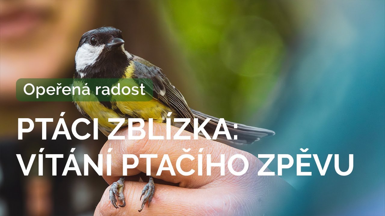 Nejkrásnější ptáci zblízka při kroužkování | Vítání ptačího zpěvu 2025