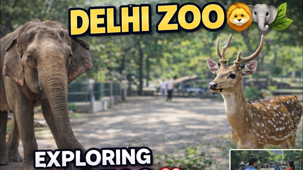 DELHI ZOO || Exploring National Park || #travel #travelvlog #travelstories #zoo #wildlife 