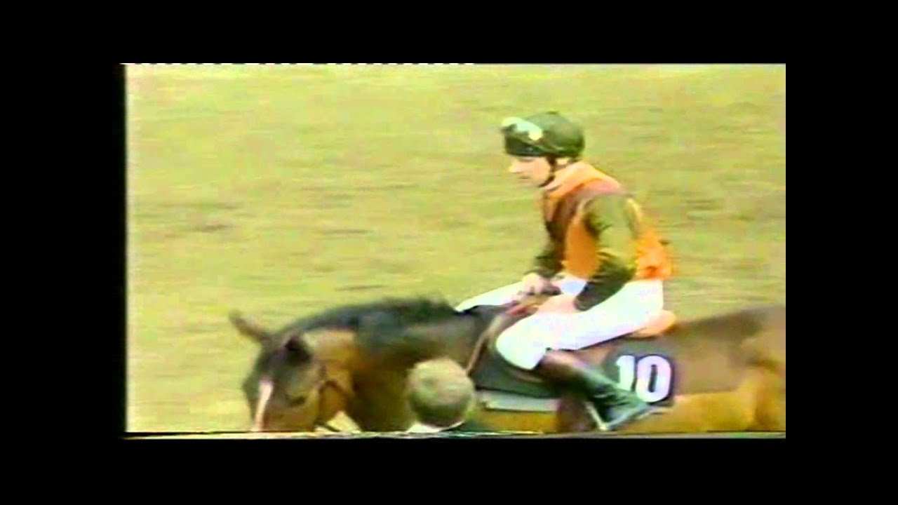 1982 Cheltenham Gold Cup Extended footage