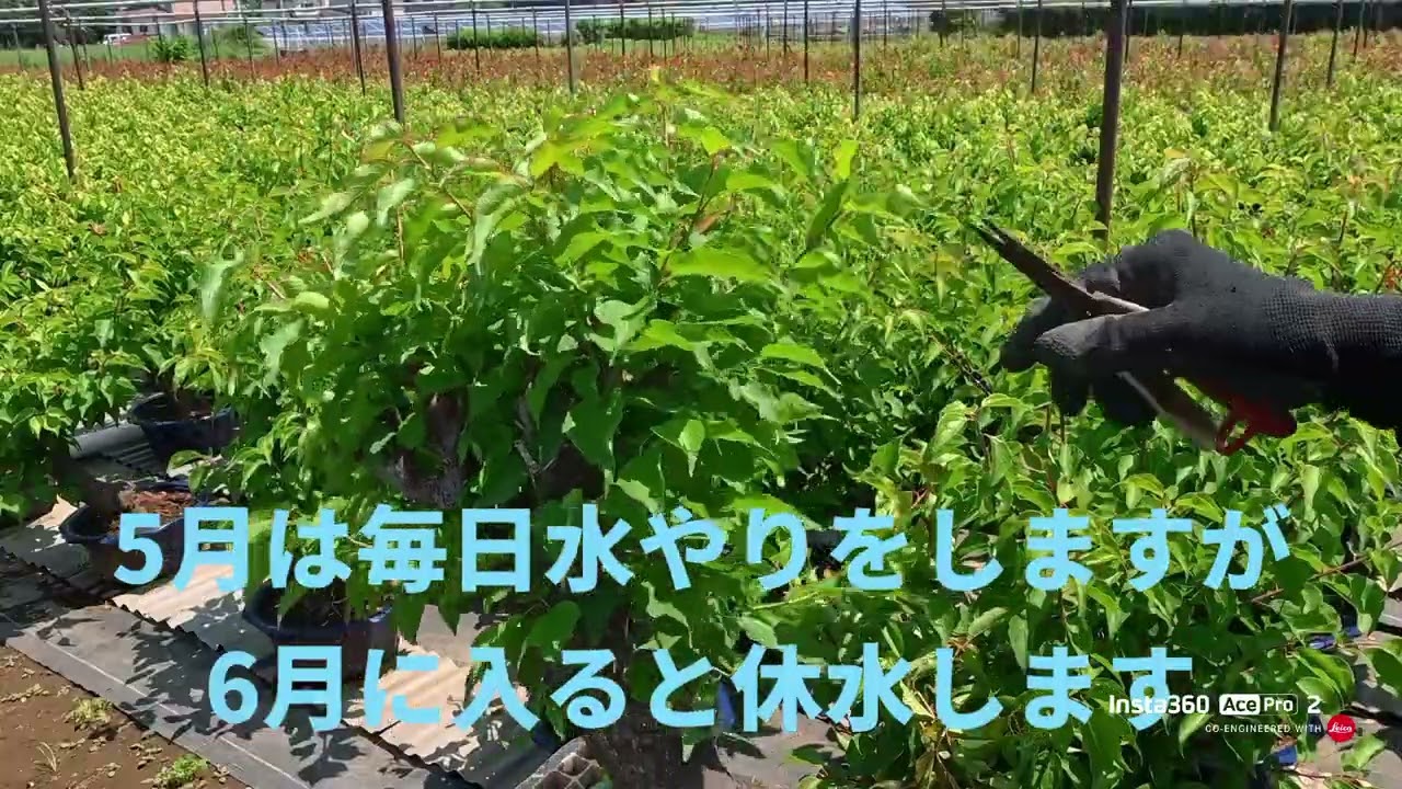No.6 花梅盆栽の鉢上げ後の芽切り剪定