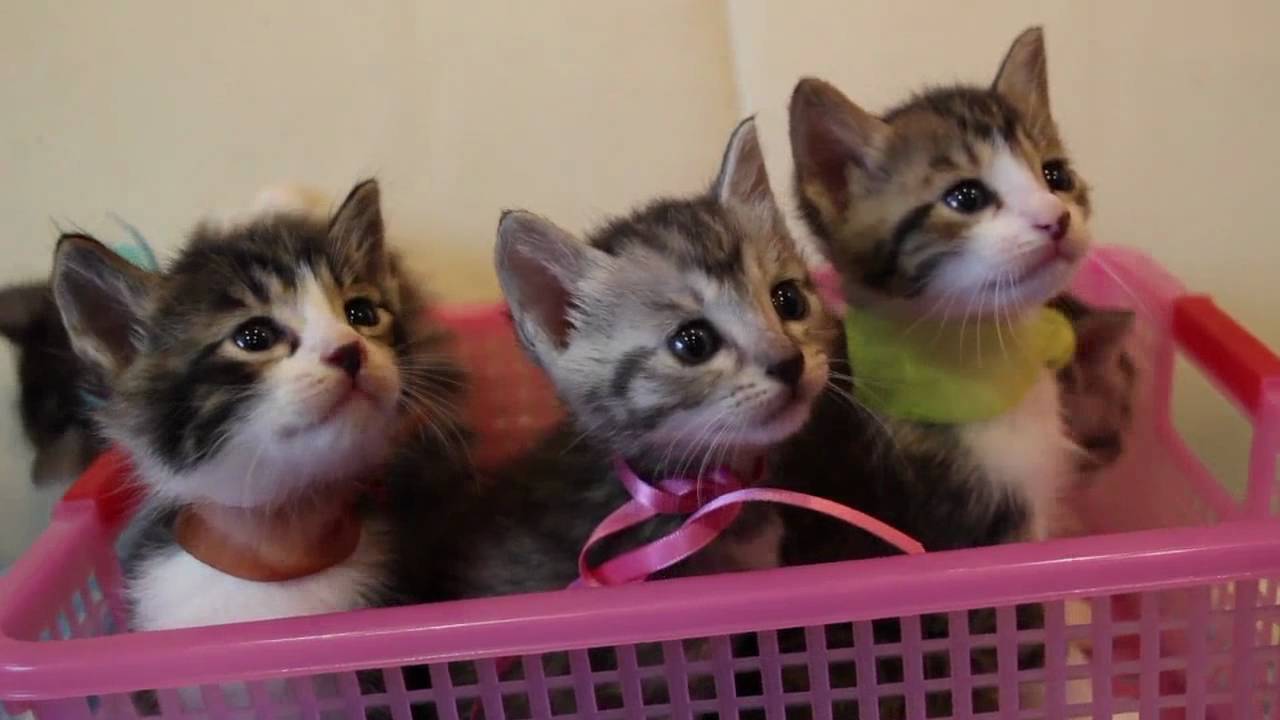 ママ猫ちゃん１歳＆子猫５匹