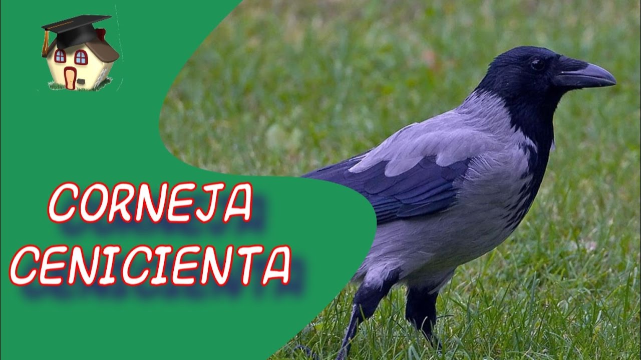 Corneja cenicienta I Ciencias naturales