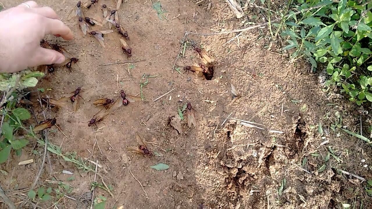 Melhor do que achar dinheiro em calçada alta | Tanajura