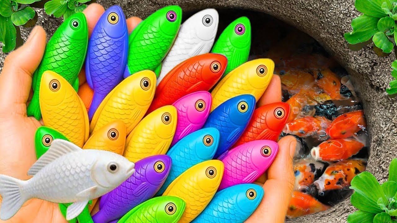 Catch beautiful aquarium fish in small pond baby turtles, cherry fish, pencil fish, platyfish cute 🐠
