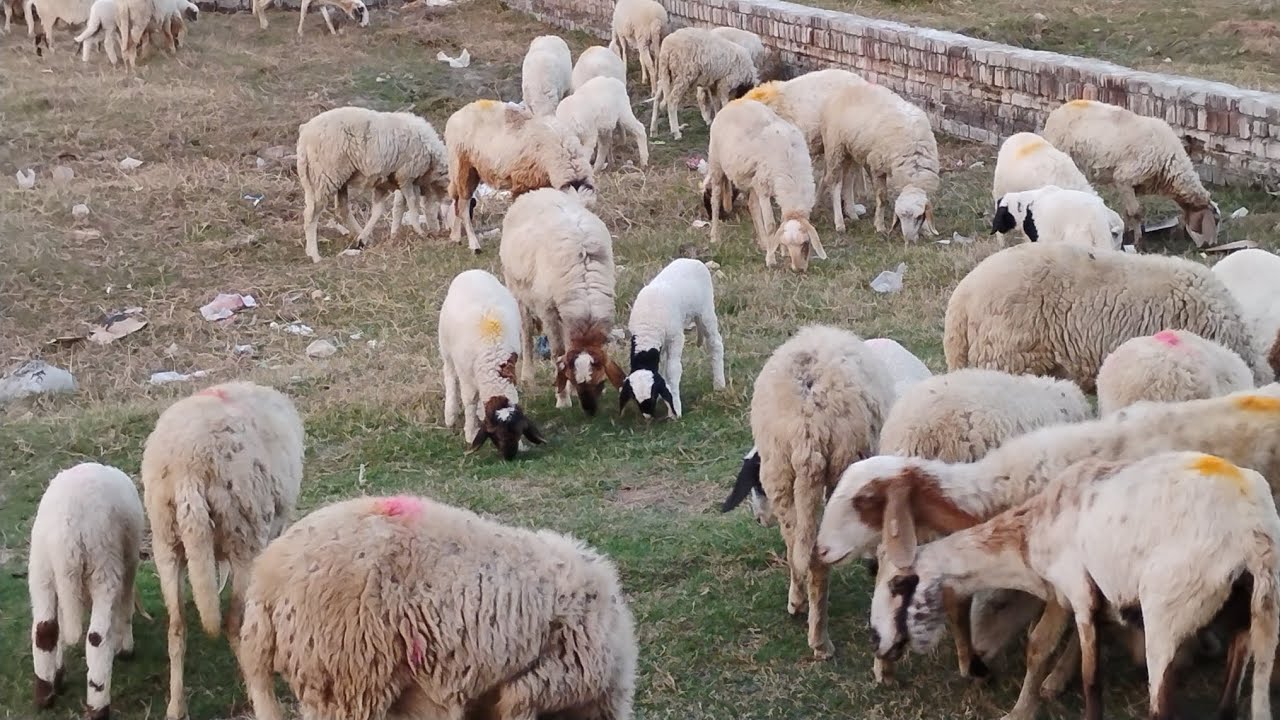 Back to routine 💁 | Ghar ka kaam bhi bhut jaruri hota h | Sheeps 🐏🐑 are cute 🥰