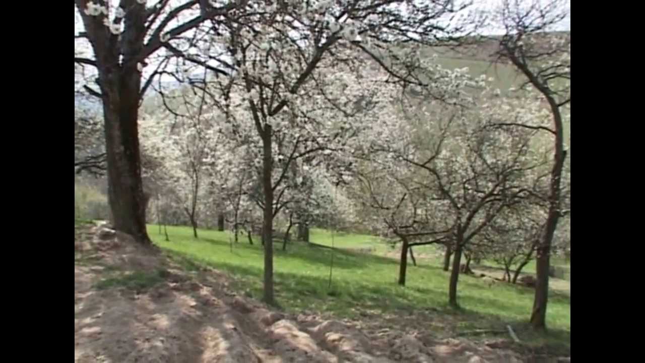 BLAJENI Ţuica de cirese   partea 1
