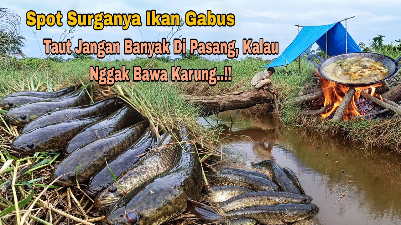 MANCING KE SINI HARUS BAWA KARUNG, STRIKE BRUNTUN PAKCIK SAMPAI KEWALAHAN..!!