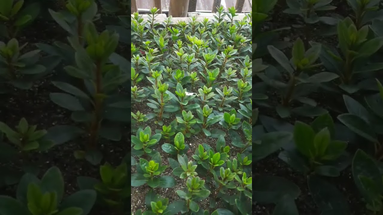 #azaleas #propagation #cutting #florist #plantnursery #gardening #flower #gardeningvideos #nursery