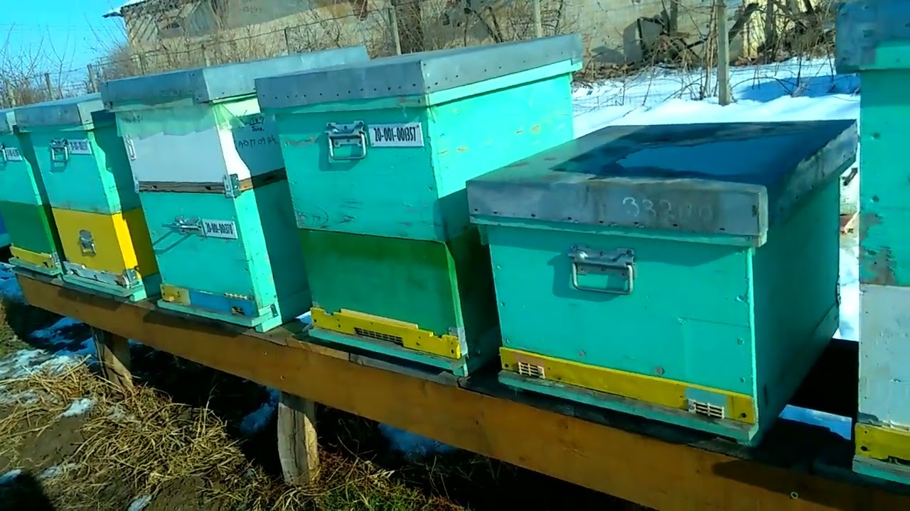 costuri tratament antivarroua 15 01 2017 Berindei Stupina 