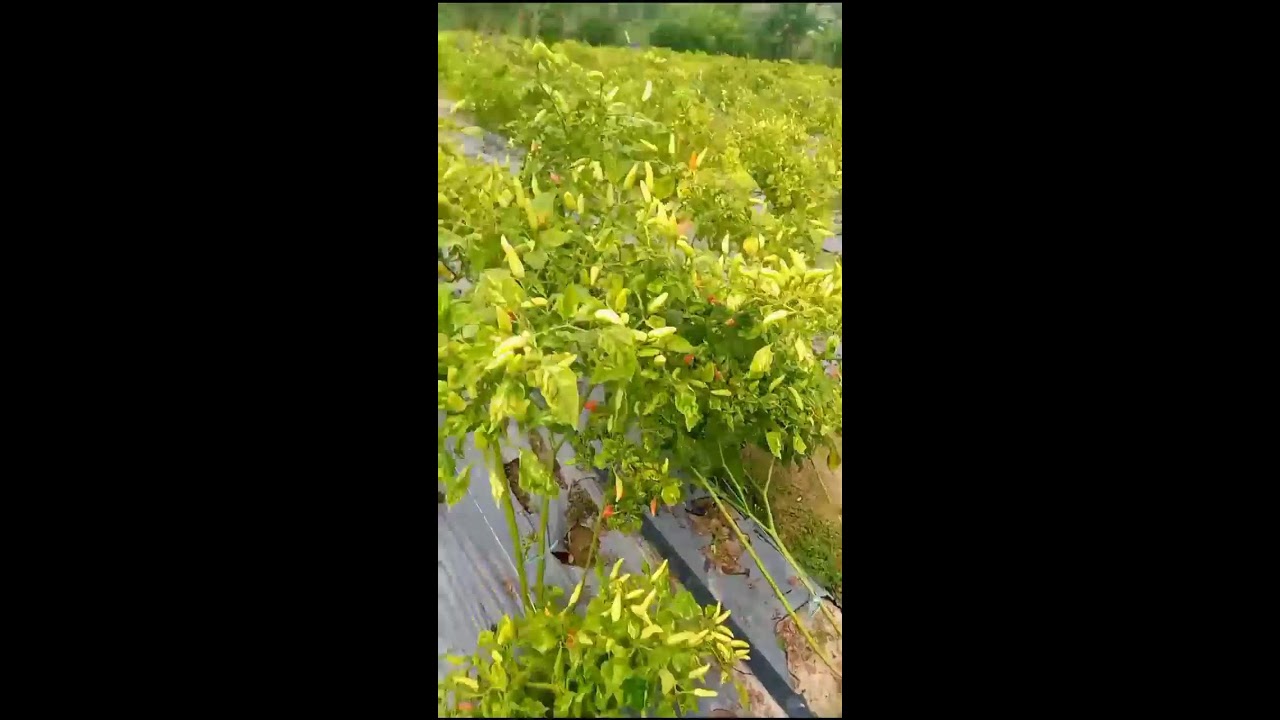 Melon Plants🍈-farmlife