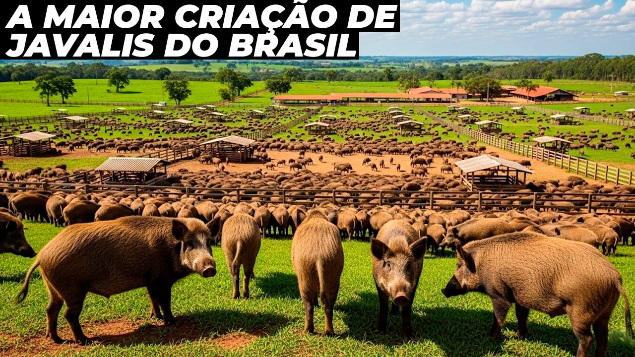 A MAIOR FAZENDA DE JAVALIS DO BRASIL