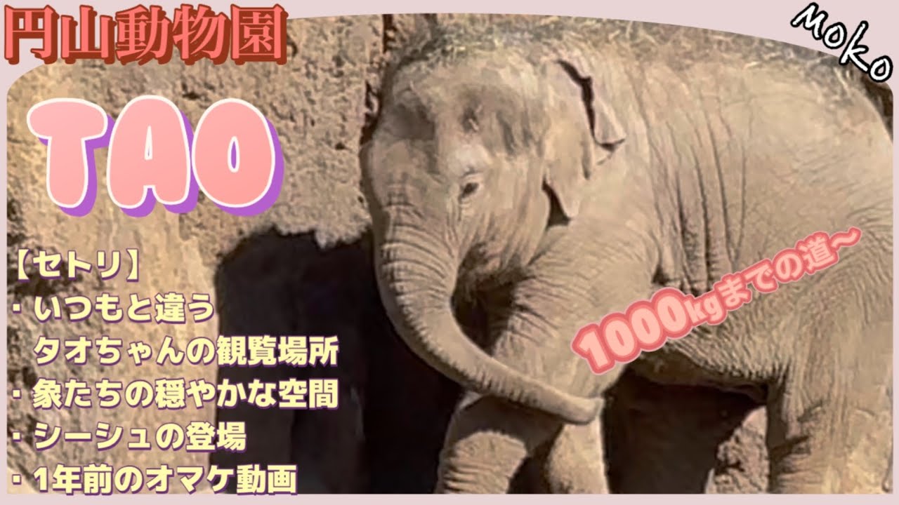 【タオ】全開放された外放飼場ではママから離れません🐘