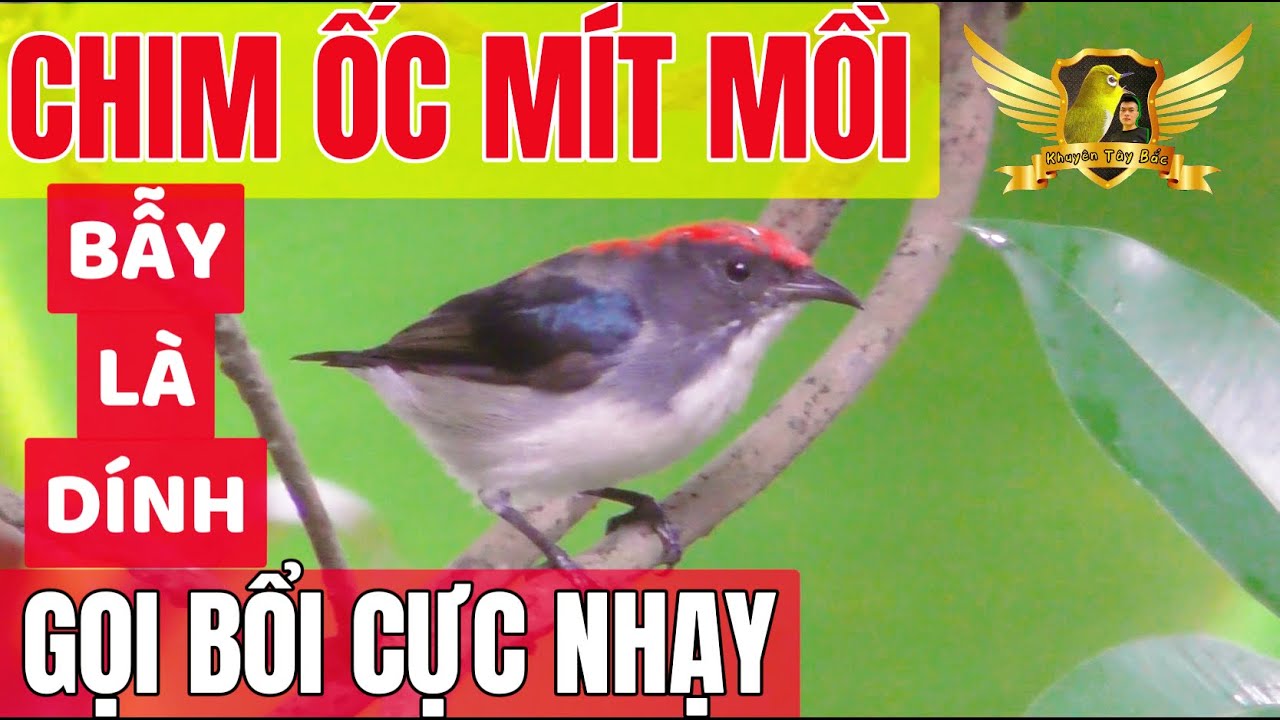 Tiếng Chim Ốc Mít Mồi Bẫy Cực Nhạy Không Tạp Âm ❗️ Bẫy Là Dính 100% Bao Nhạy❗️❗️❗️