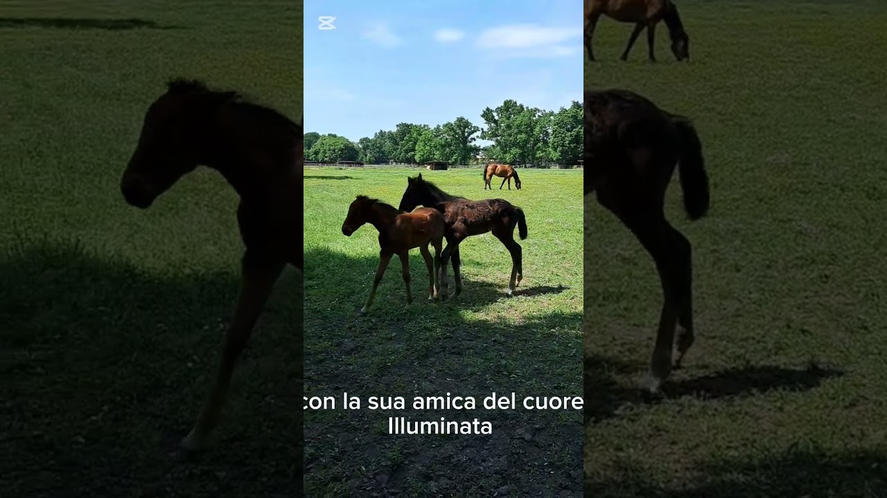 La nascita di Ilias da Sissi Mati (Varenne ) e Love Matters 
