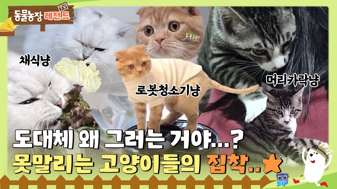 [TV 동물농장 레전드/SUB] 도대체 왜 그러는 거야? 못말리는 고양이들의 집착 시리즈 😹 #TV동물농장 #AnimalFarm #SBSstory