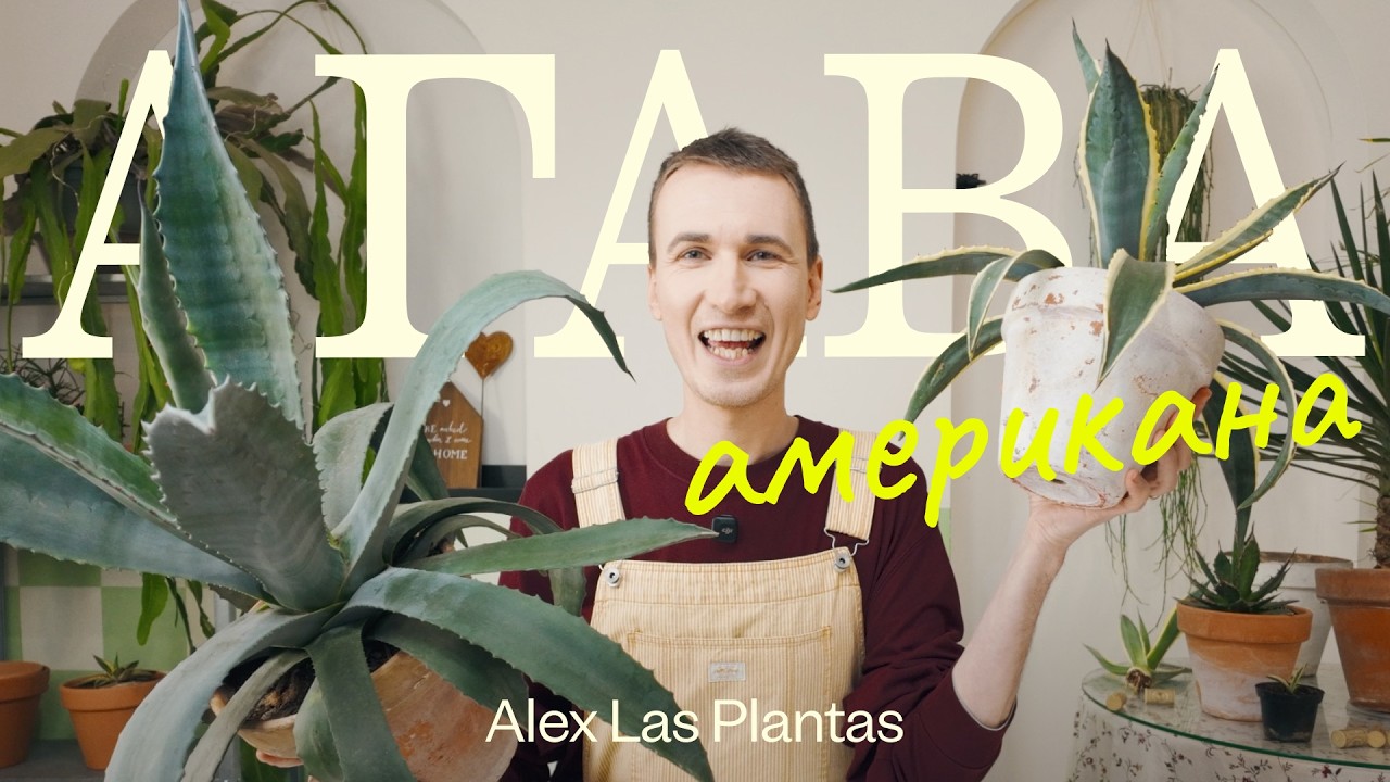 Самый эффектный суккулент! Агава американская. Всё, всё, всё что нужно знать