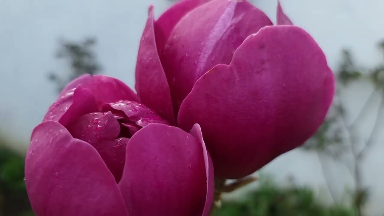 Magnolia 