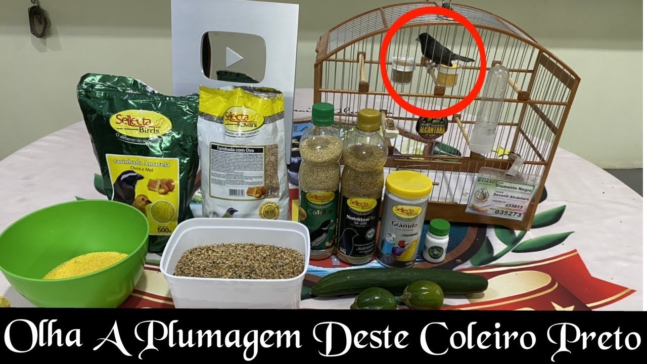 ALIMENTAÇÃO PARA COLEIRO E PAPA-CAPIM (COMPLETO)