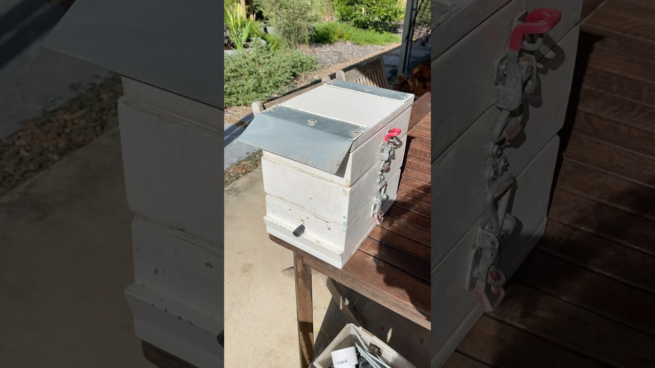 Native Bee Hive split tomorrow morning 