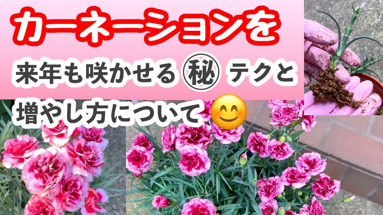 カーネーションの育て方と増やし方について