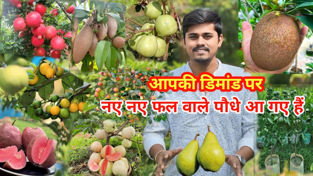 नए फलदार पौधे आ गए हैं | Price और Details वीडियो में 🍍🍋 | The Plant Hub Nursery 