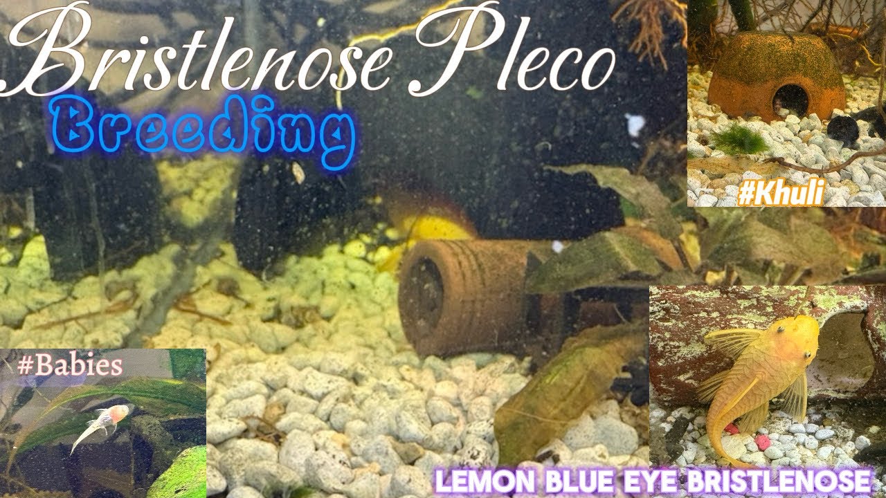 Bristlenose Pleco Breeding! #fishkeeping #fish #breeding #babies #viral #pnw #pleco #catfish #pets 