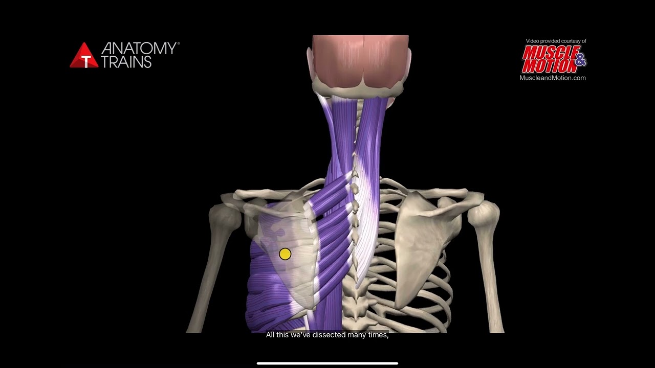 The spiral line anatomy