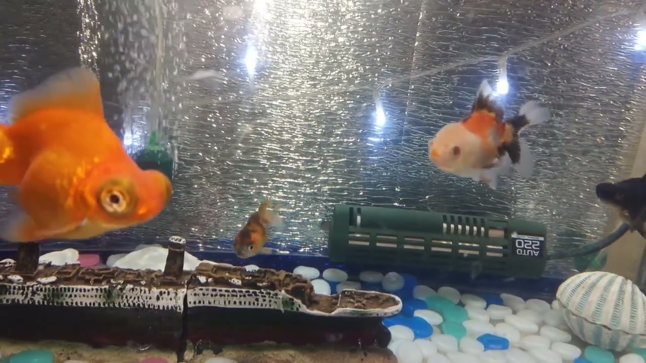 🐟🐟我が家の金魚 水槽