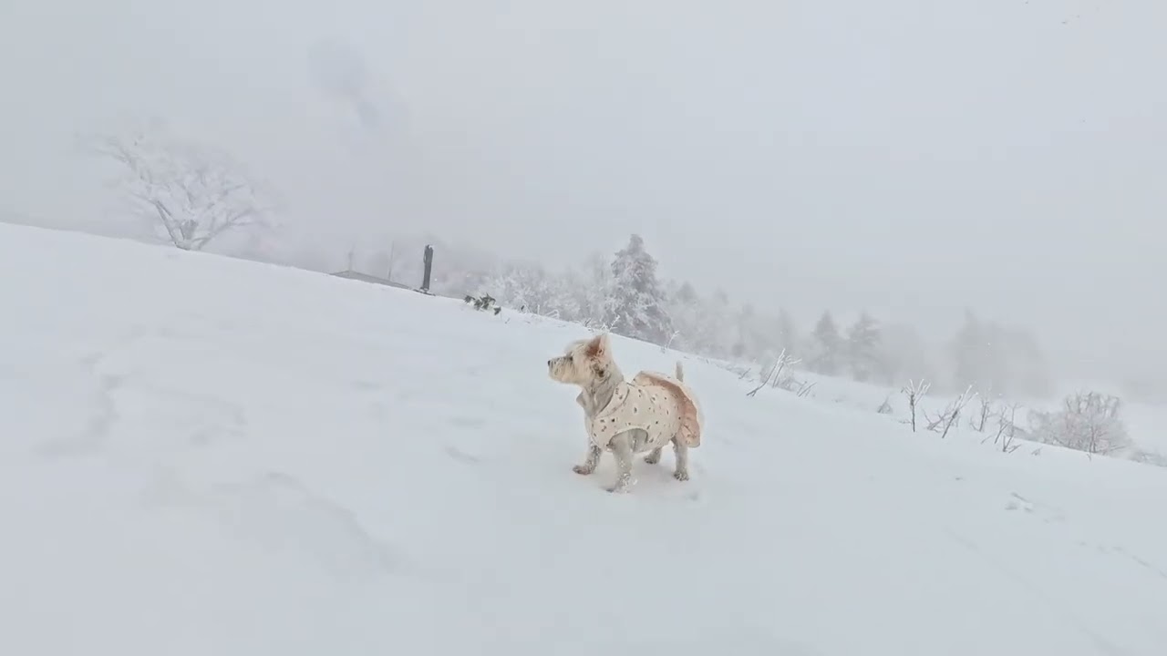 Snow Dog, Last Winter Road