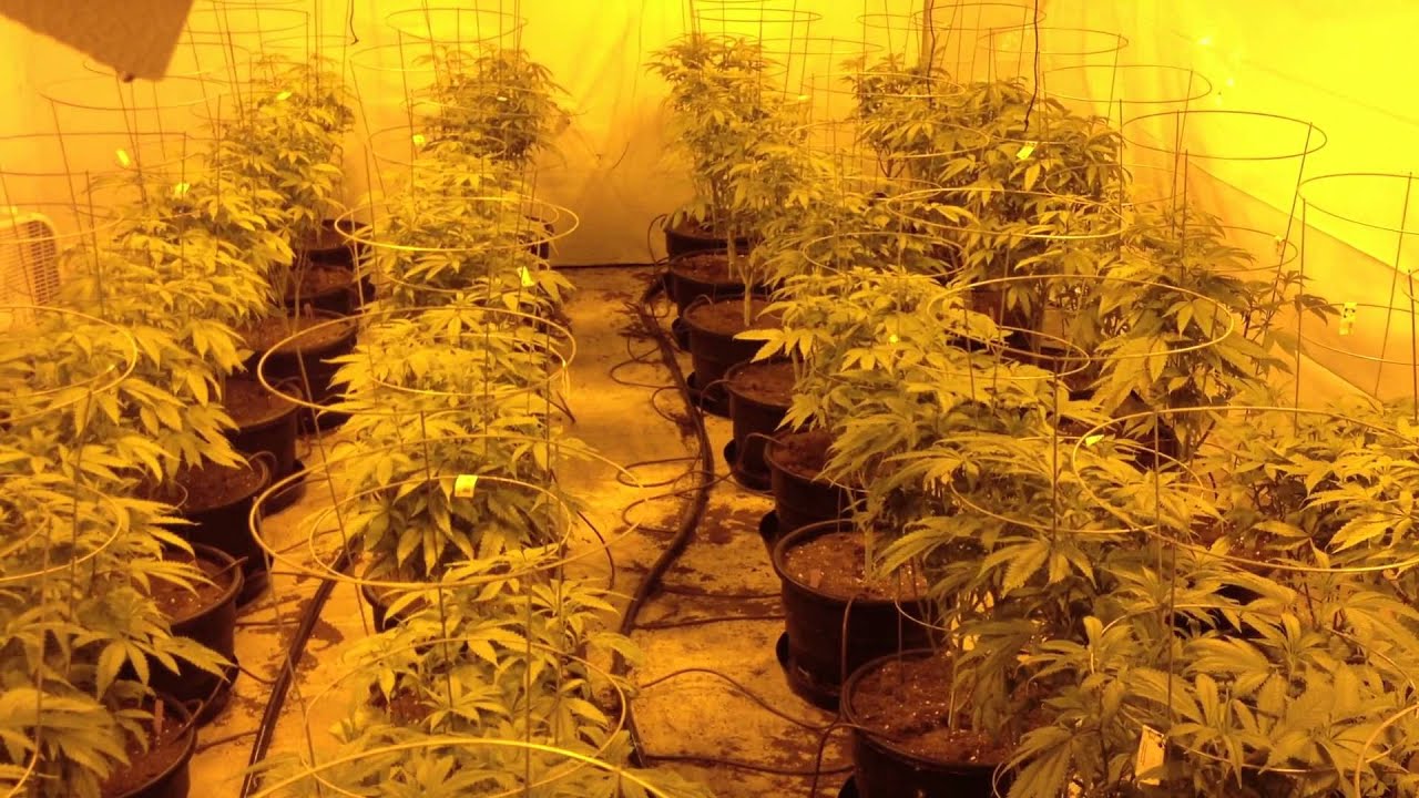 University Of Washington Purple OG Kush Day 1