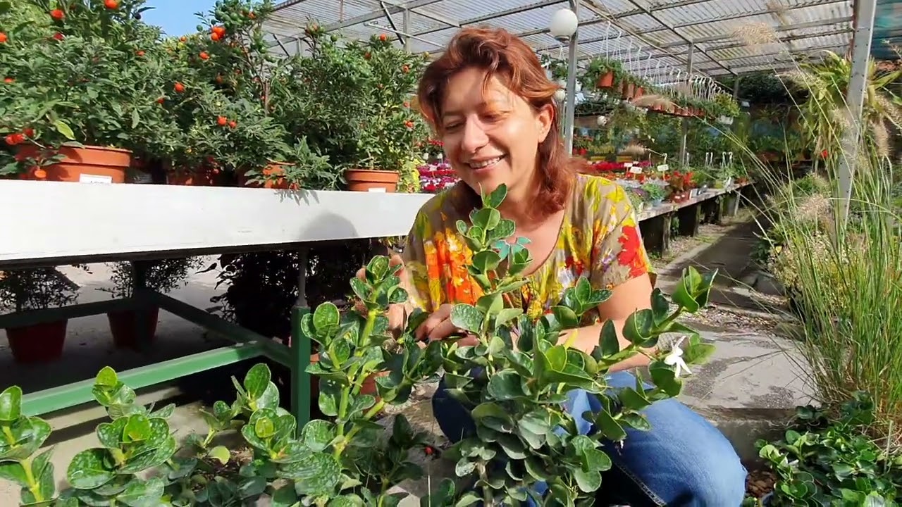 CARISSA MACROCARPA come curarla