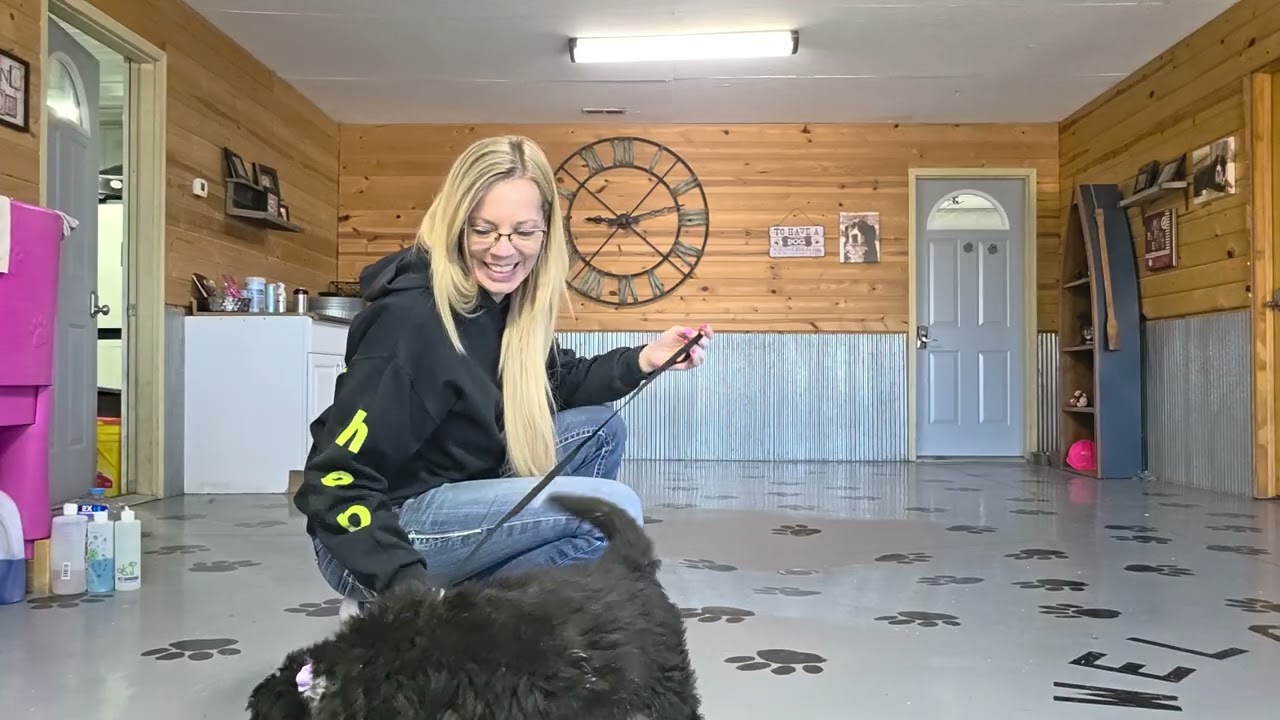Introducing your new puppy to the leash