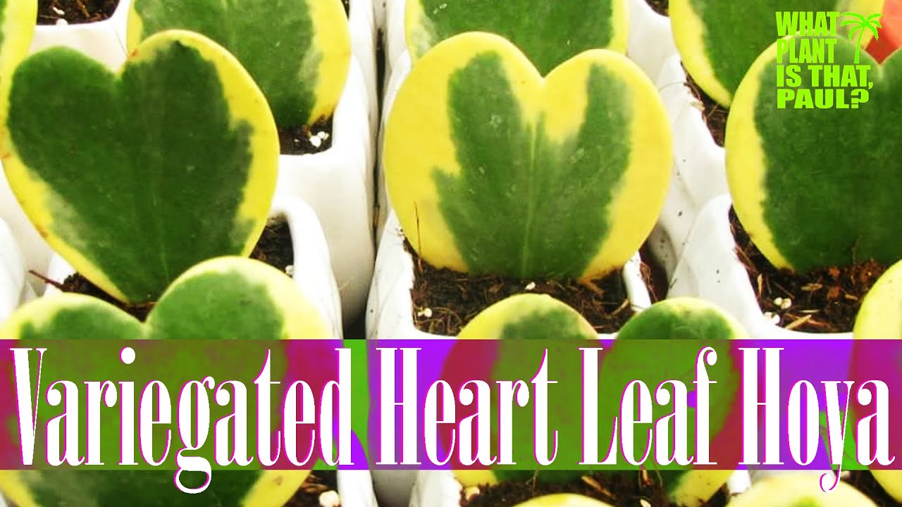 Variegated Sweetheart Hoya - waxy foliage that resembles heart-shaped leaves