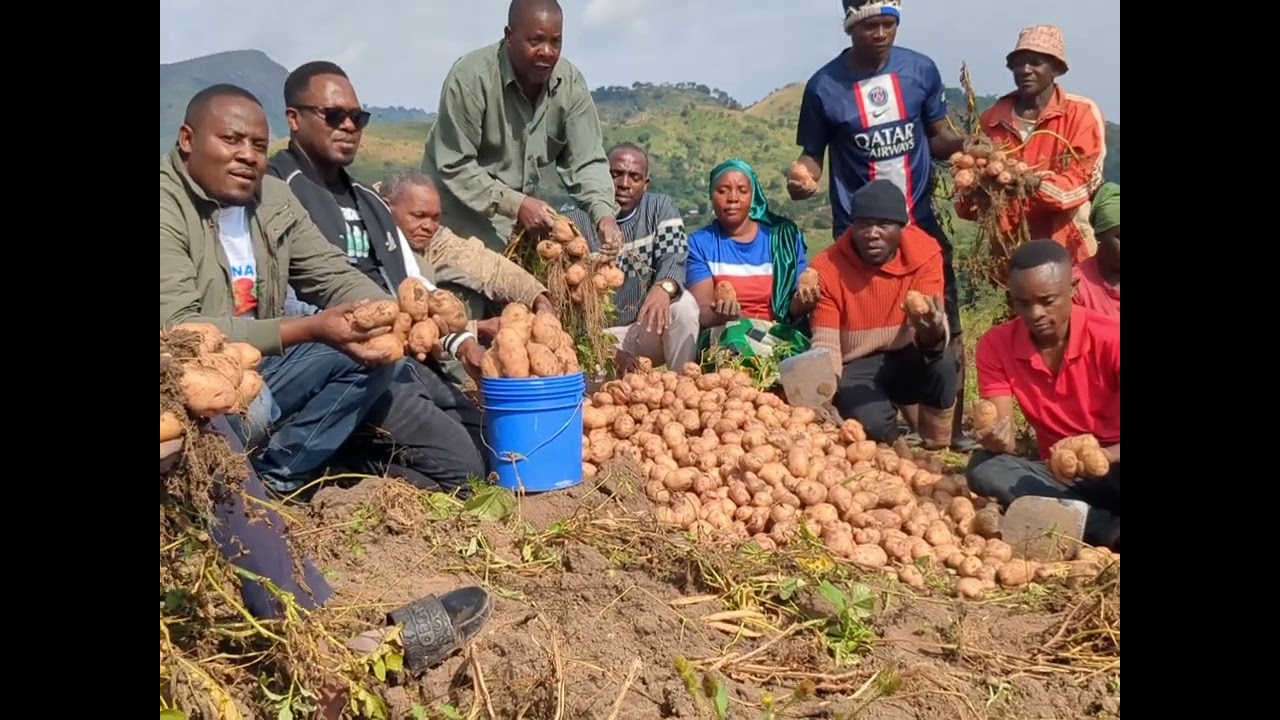 Harvest of Irish Potatoes at Pemba.