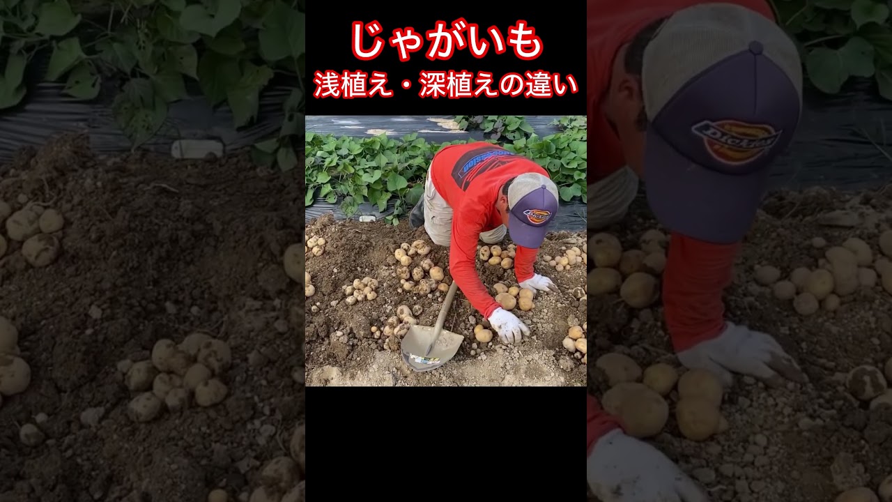 【じゃがいも栽培】種芋の浅植えと深植えでは違いがあるのか？ #家庭菜園 #農ある暮らし
