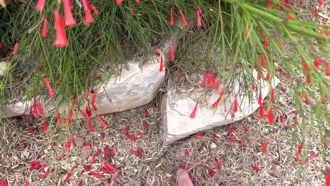 AZ Plant Reviews: Coral Fountain Grass (Russelia Equisetiformis)