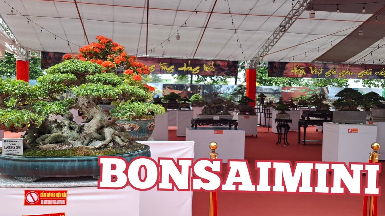 ZBV-PT4:D&agrave;n Bonsai mini lần đầu ti&ecirc;n ra mắt tại triển l&atilde;m Ph&uacute;c Thịnh 25 #bonsaimini  #bonsai shohin