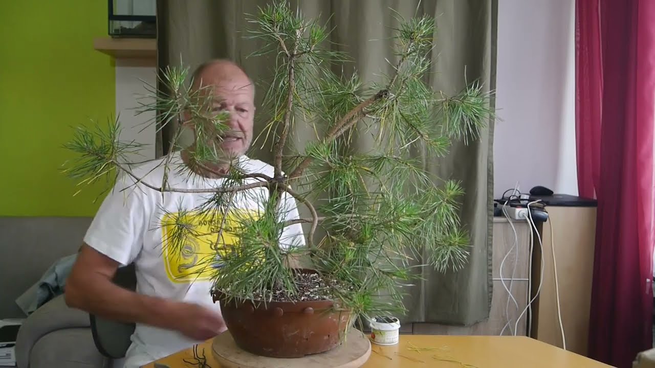 Das Leben von Kiefern - Ein Tutorial