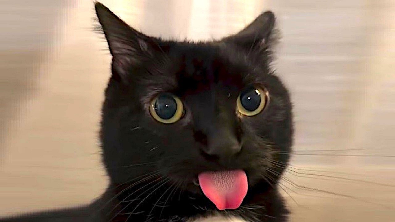 Cat brain 1%