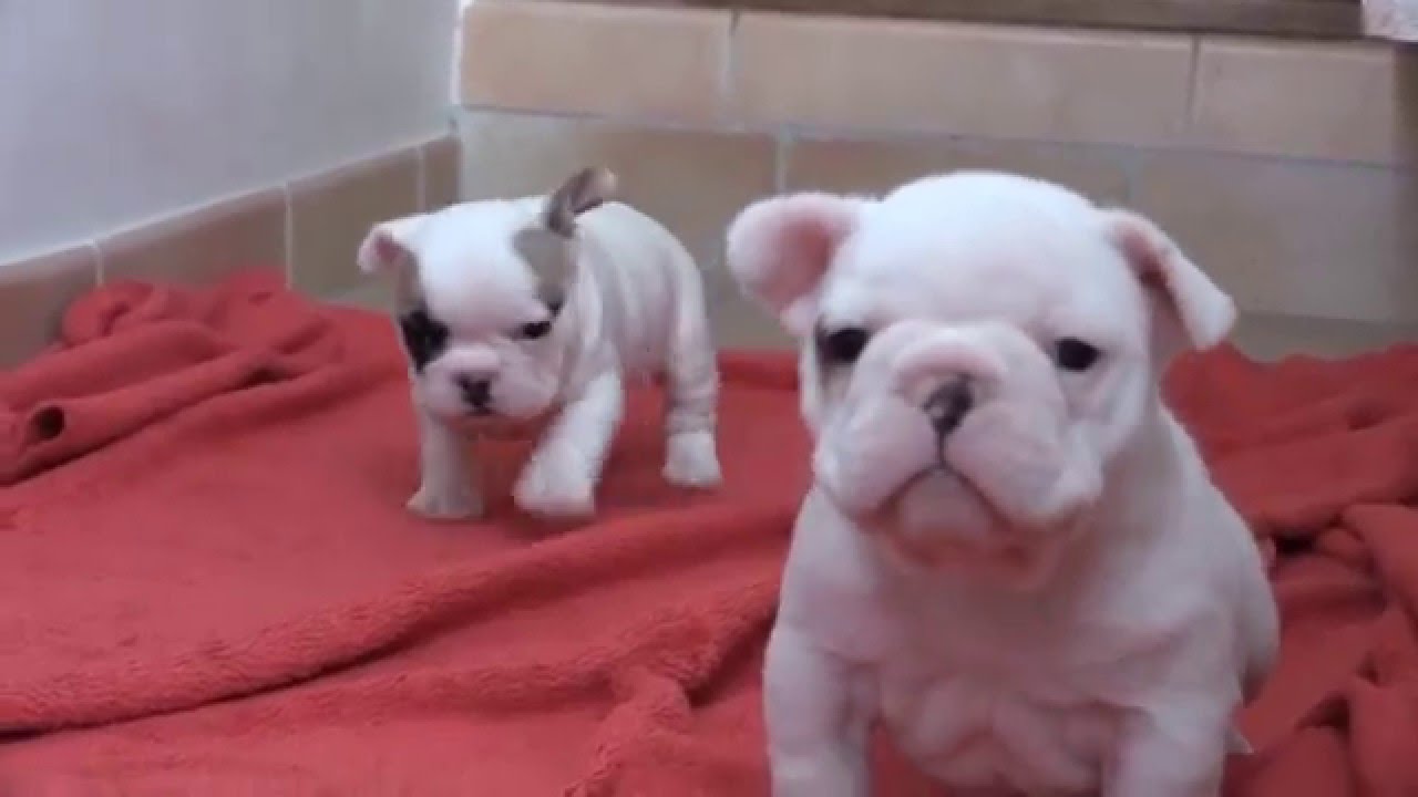 Bouledogue Français - Chiots LOF à 1 mois