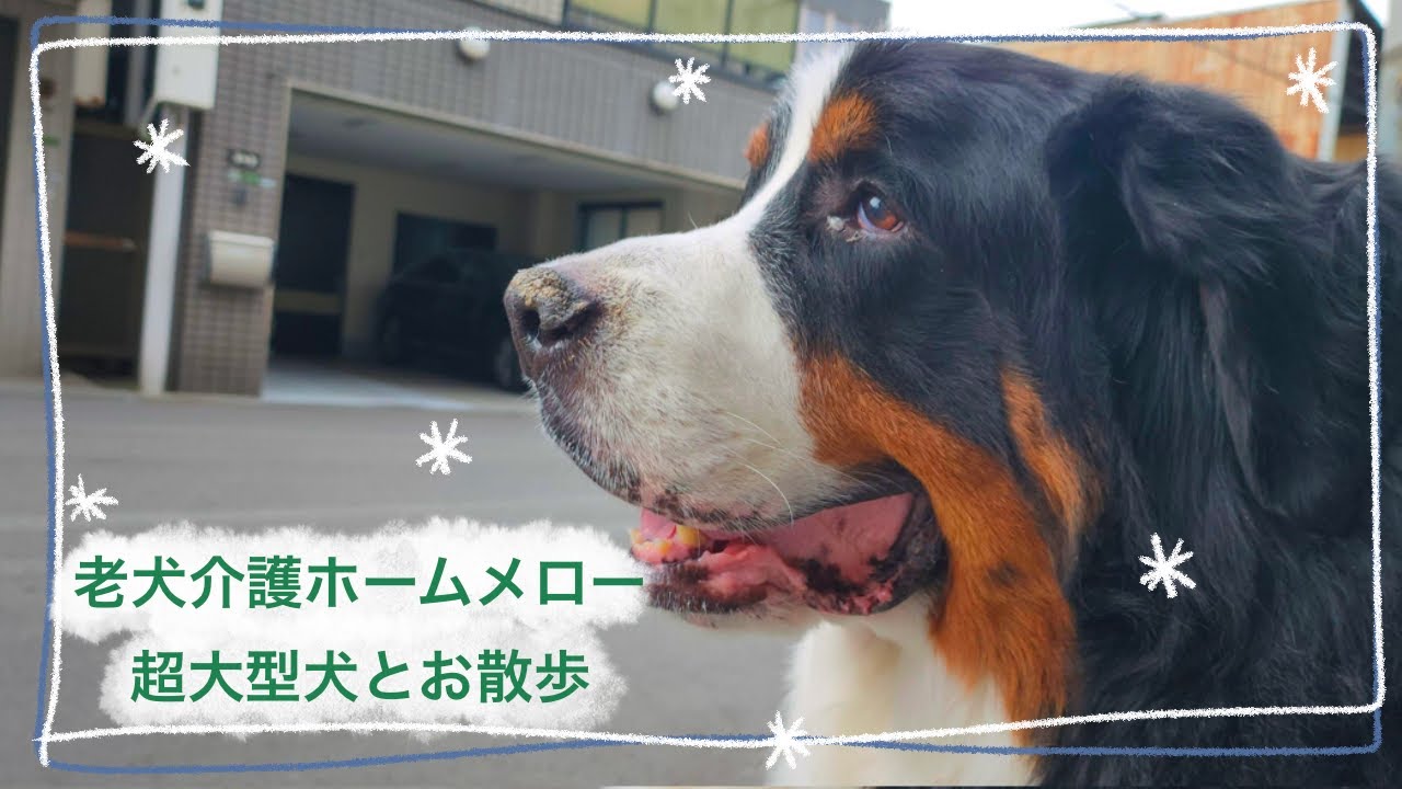【老犬介護】超大型犬と公園へ散歩に行ってみた🌱