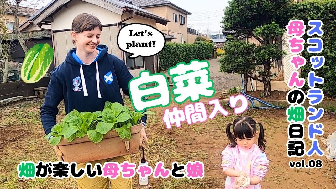 スコットランド人母ちゃんの日本で家庭菜園日記。ミニ白菜をもらったので新しく植えたよ、ビーツのその後の経過/ Beets Recovery and mini Chinese cabbages!