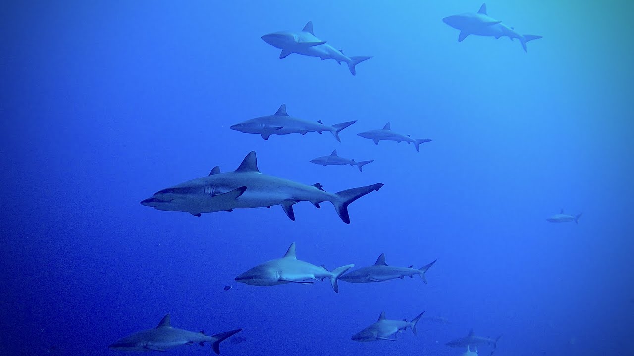 Tips for Shooting Underwater Photography