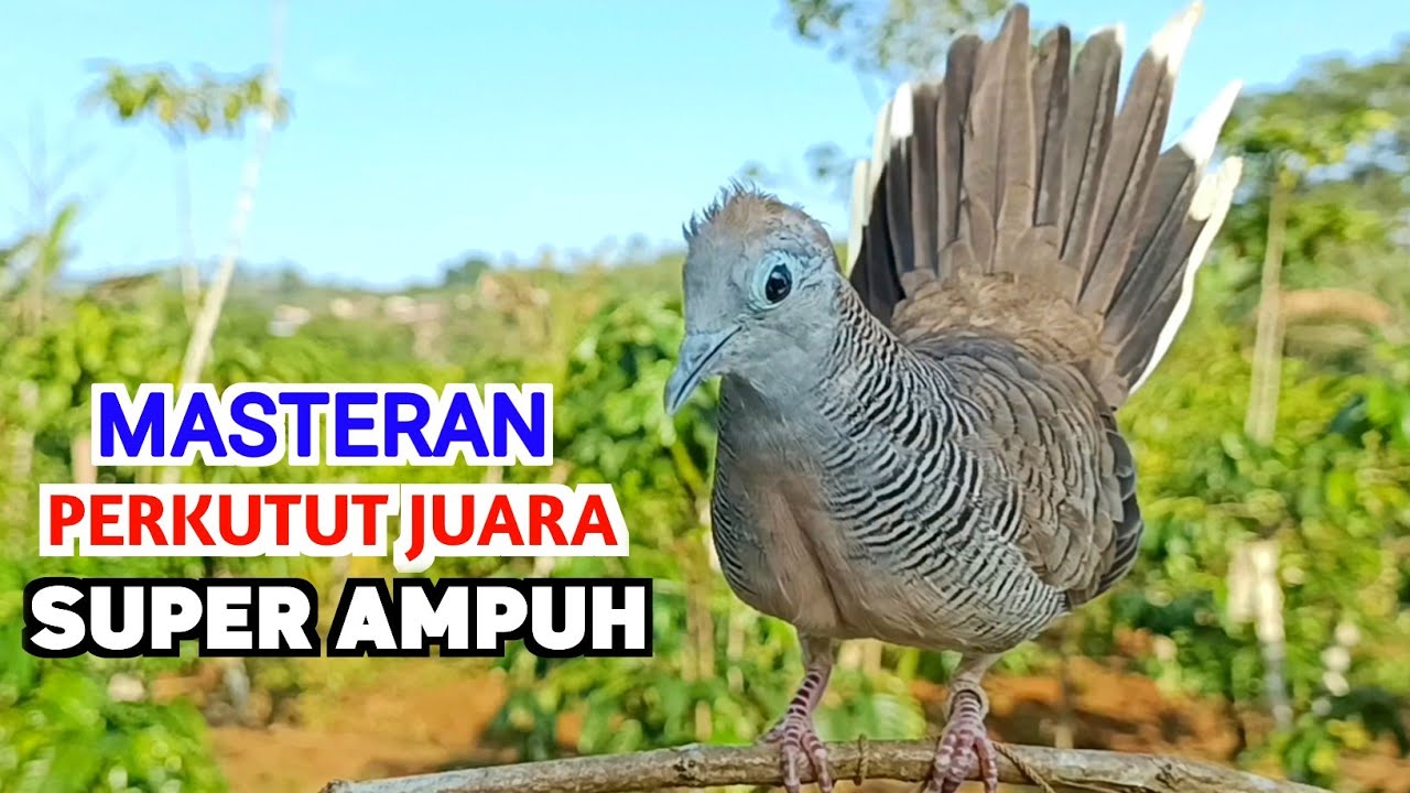 Suara Burung Perkutut Lokal Gacor PIKAT RANTING Ahlinya Bikin Semua Langsung Nyaut