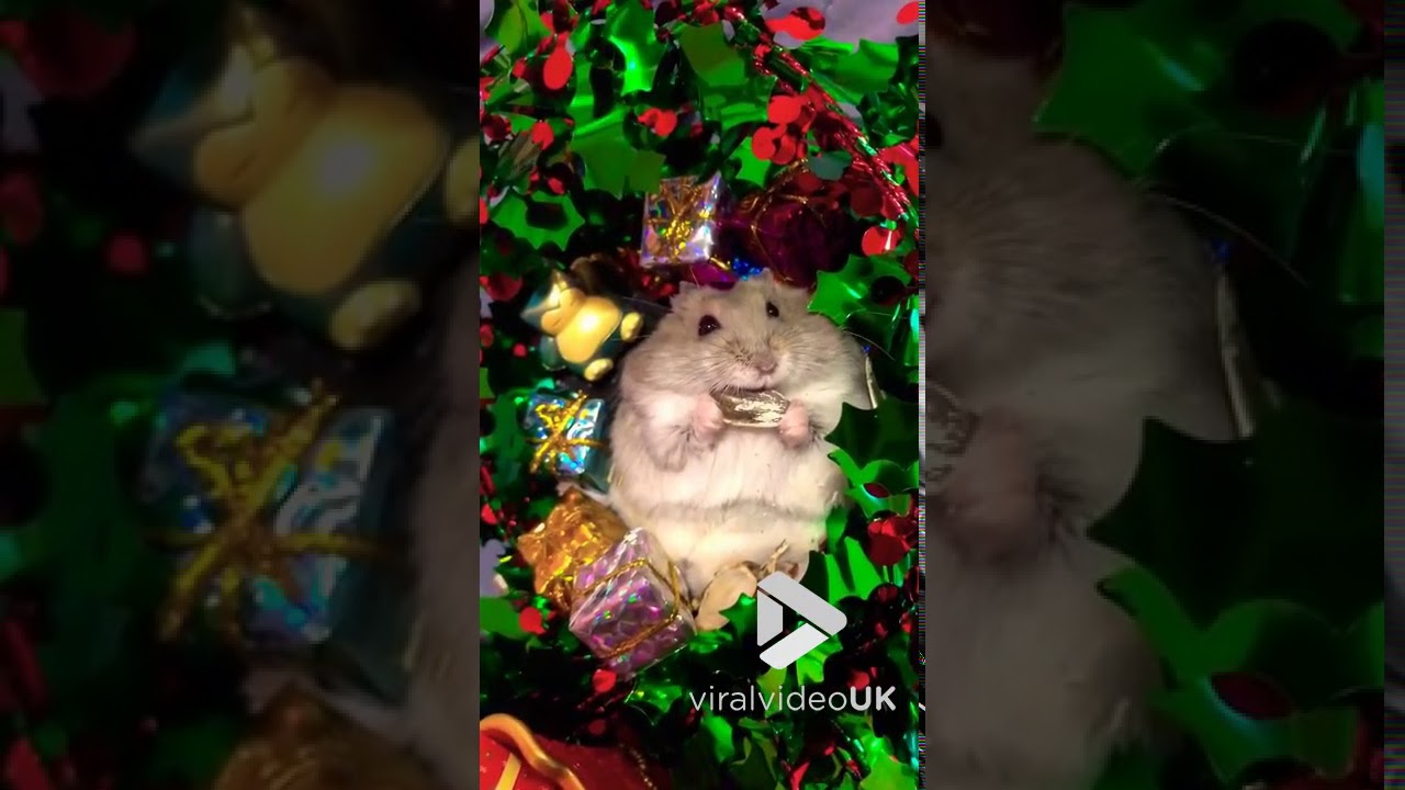 Hamster Opens Christmas Presents