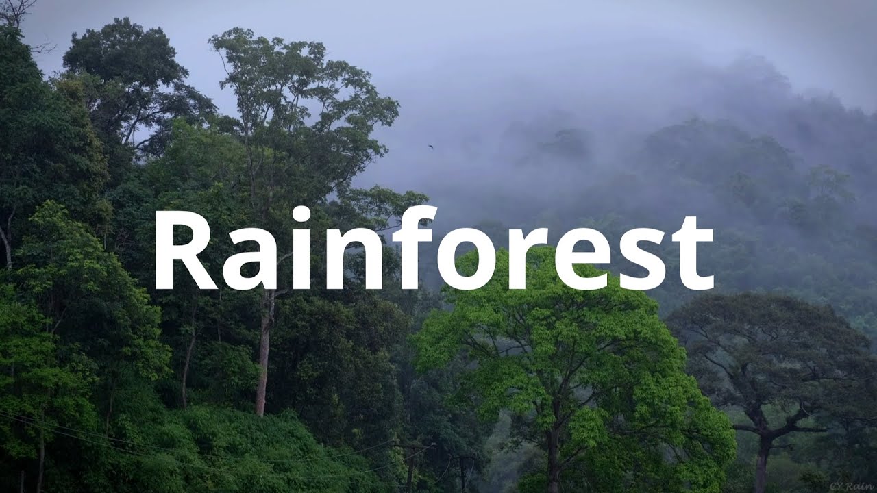 Unwind in Nature Rain Sounds and Visuals from the Lush Rainforest