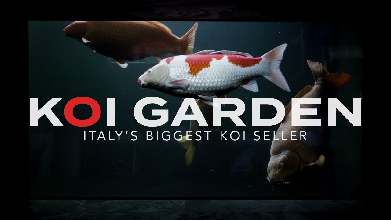 Koi Garden - Il più grande venditore di carpe Koi d'Italia | Koi Farm