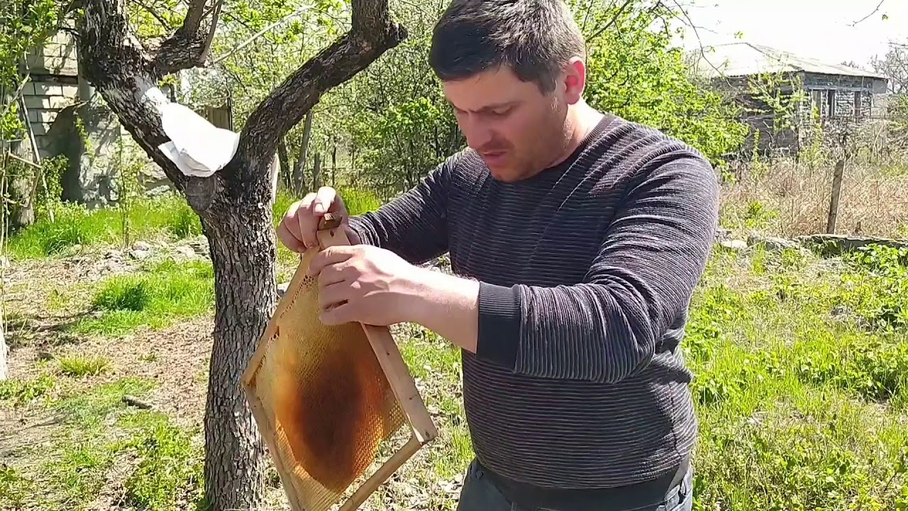 video#2 ფუტკრის სწრაფი გამრავლება (გაგრძელება)