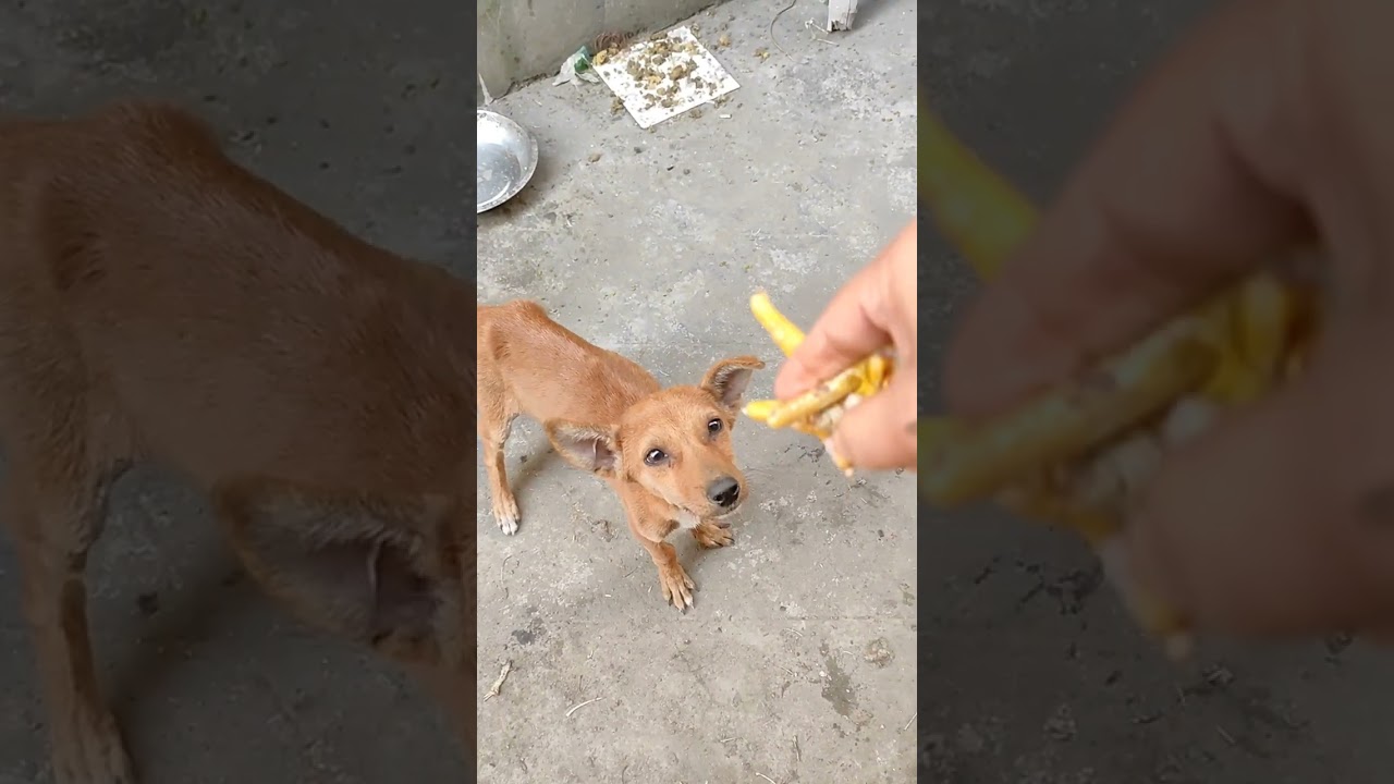 রাস্তা কুকুরদের খেতে দেওয়া টা কি খুব অপরাধ 🤨