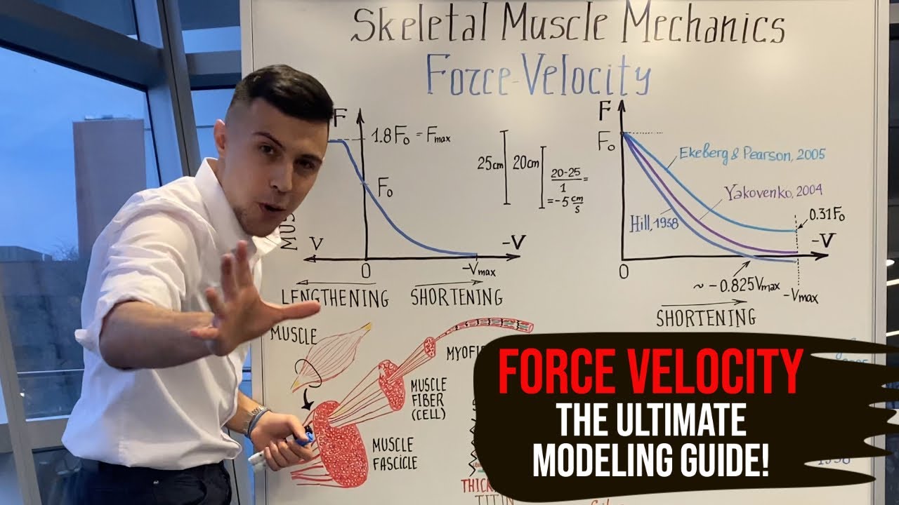 Force Velocity Relationship - The Ultimate Modeling Guide!